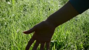 stock-footage-woman-hand-touch-green-wet-grass-covered-with-big-dense-dew-water-drops-in-early-morning